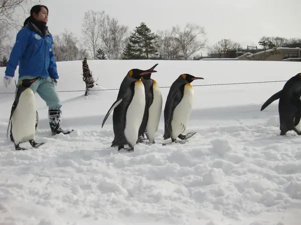 Asahiyama Zoo Penguin Walk
